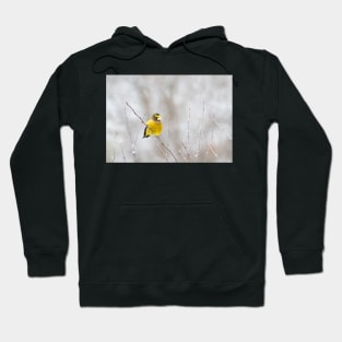 Evening Grosbeak - Algonquin Park Hoodie